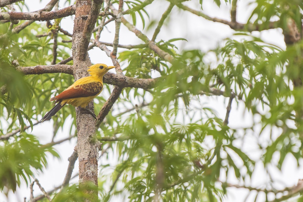 Cream-colored Woodpecker - ML645764474