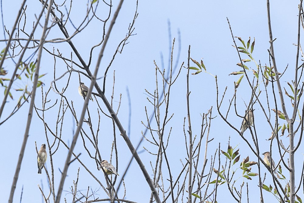 Cedar Waxwing - ML645764475