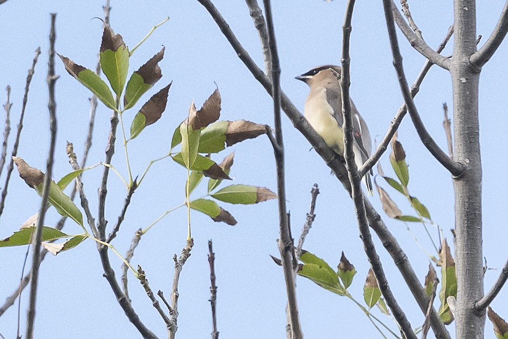 Cedar Waxwing - ML645764476