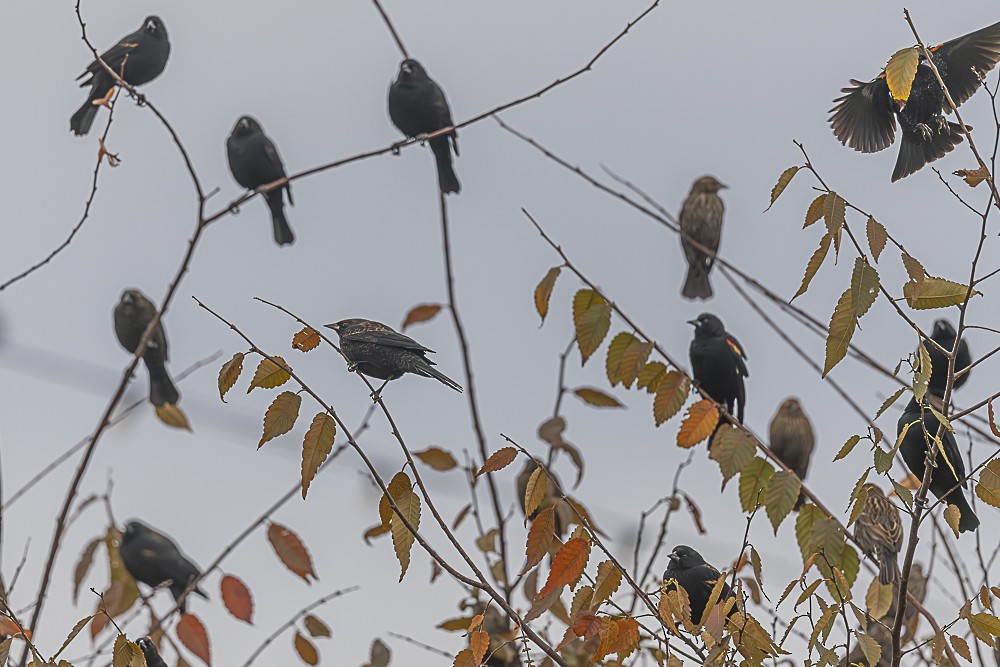 Red-winged Blackbird - ML645764480