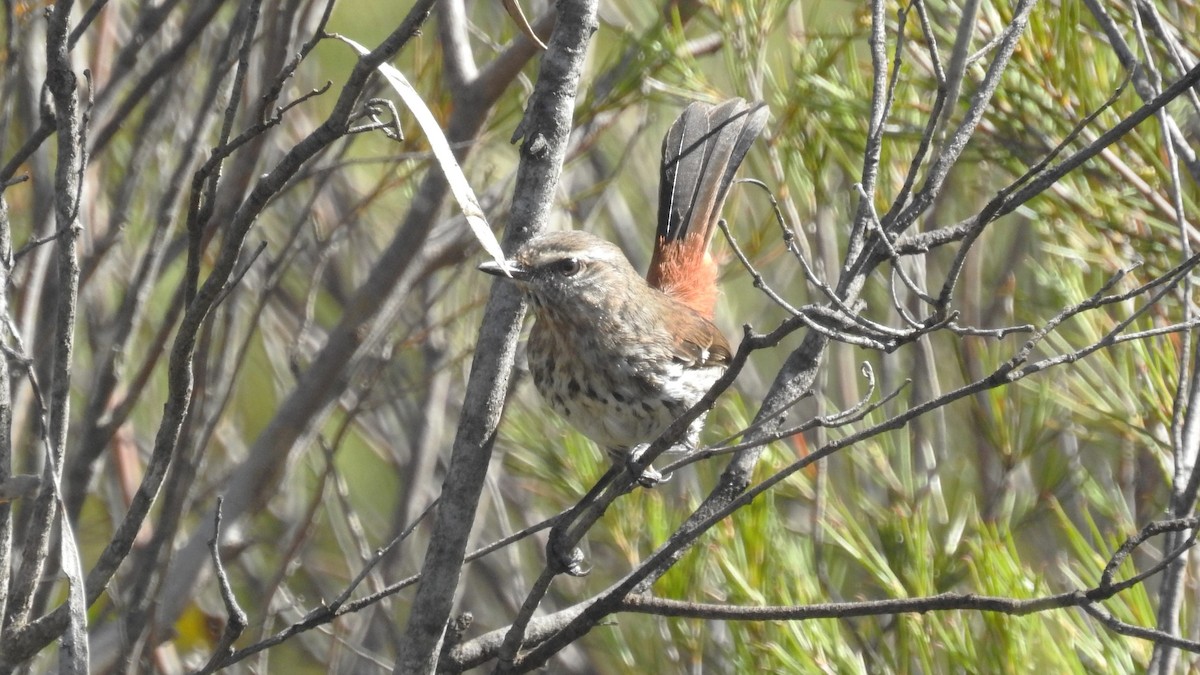 Shy Heathwren - ML645764481
