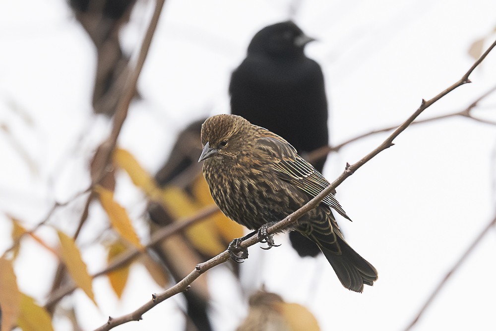 Red-winged Blackbird - ML645764482