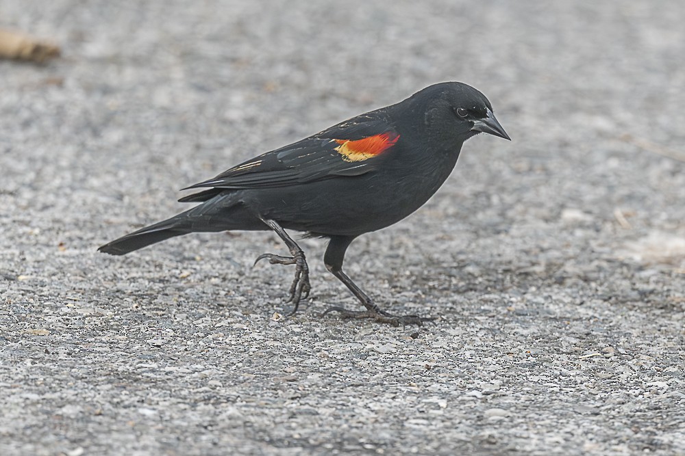 Red-winged Blackbird - ML645764483