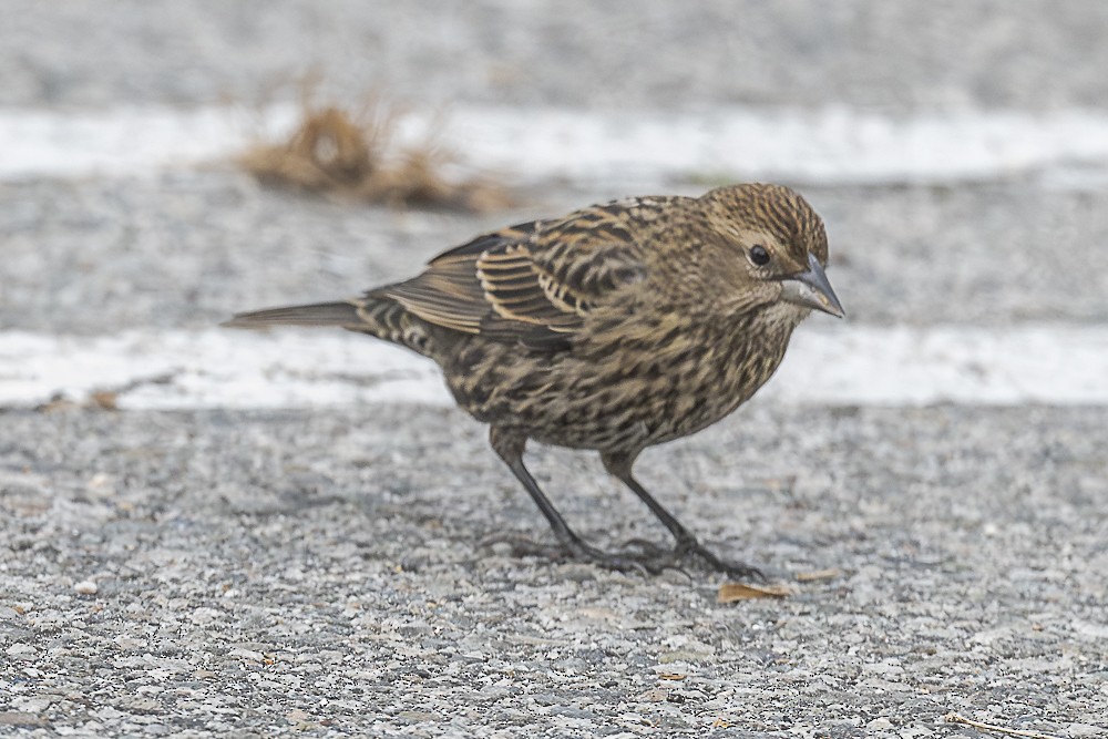 Red-winged Blackbird - ML645764484