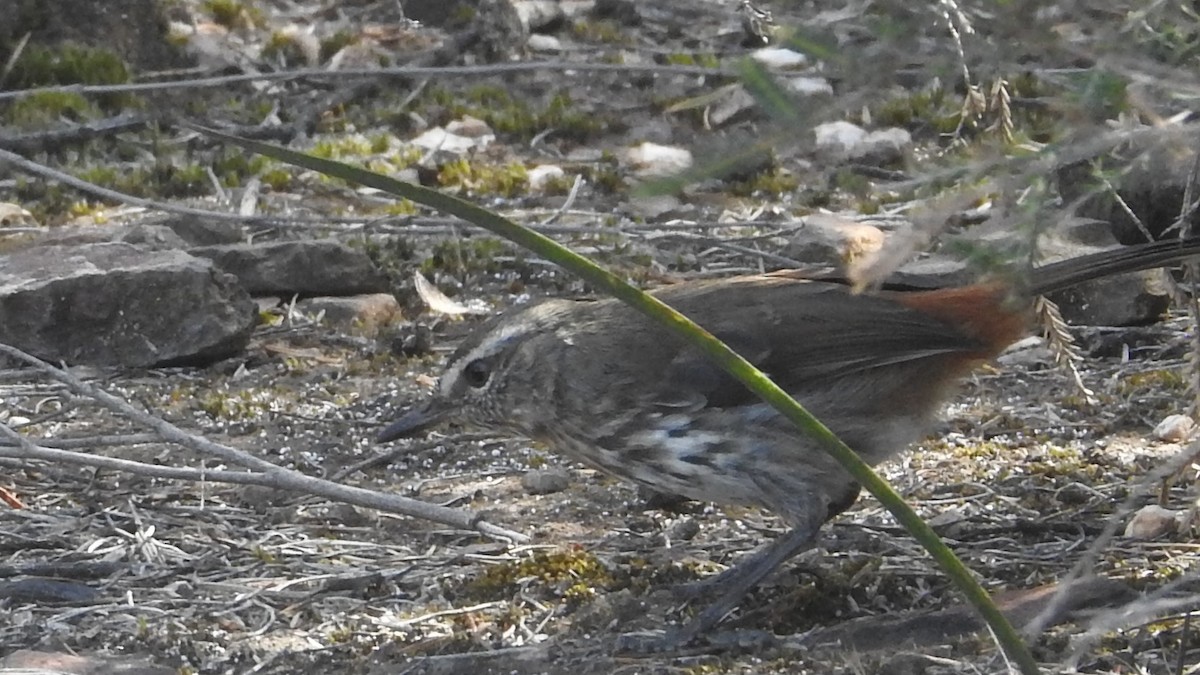 Shy Heathwren - ML645764486