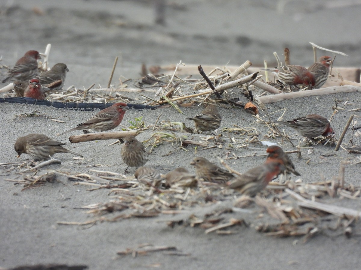 Roselin familier - ML645764496