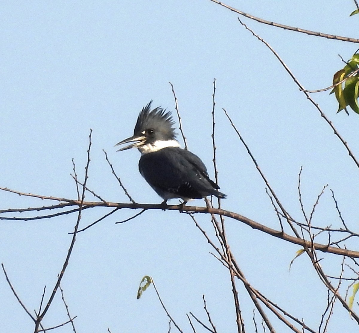 Belted Kingfisher - ML645764498