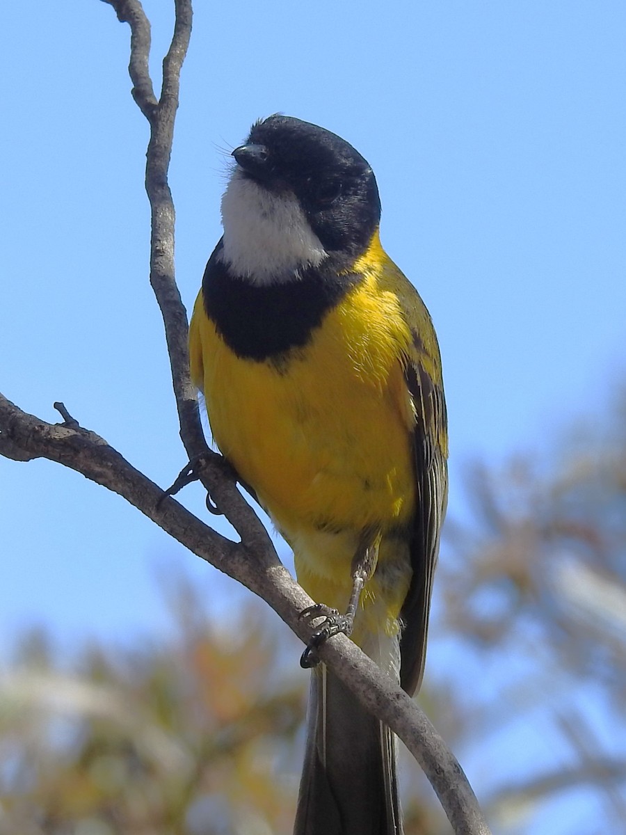 Golden Whistler (Western) - ML645764499