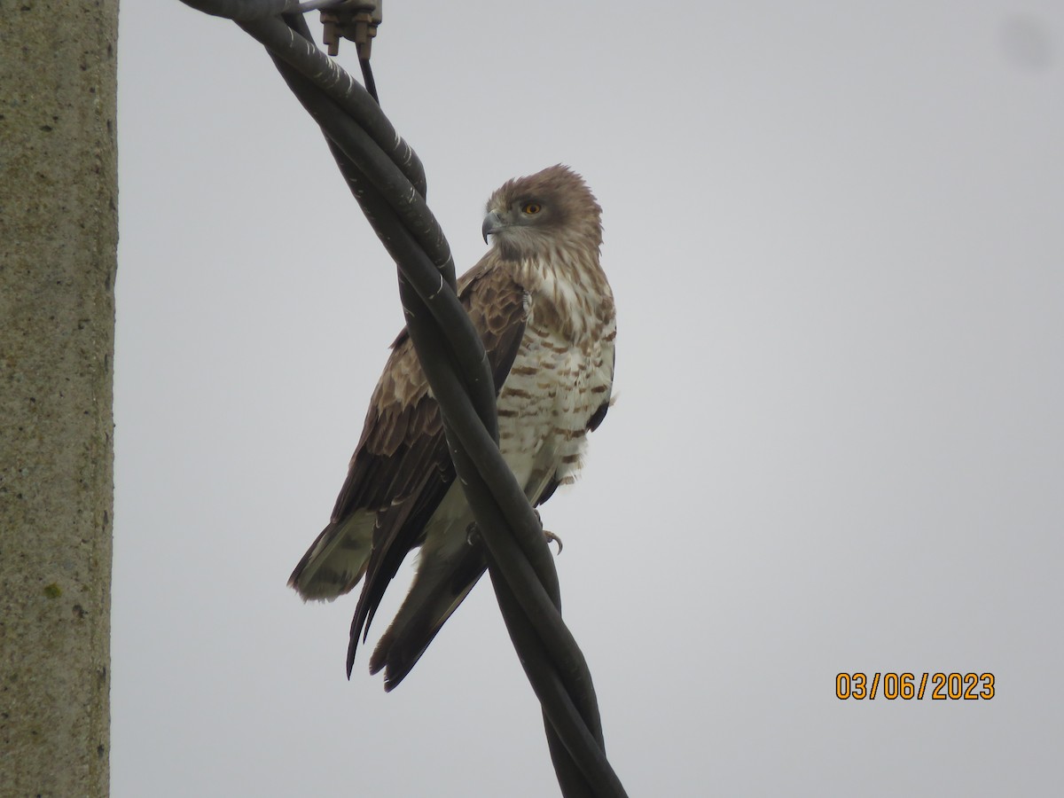 orlík krátkoprstý - ML645764504