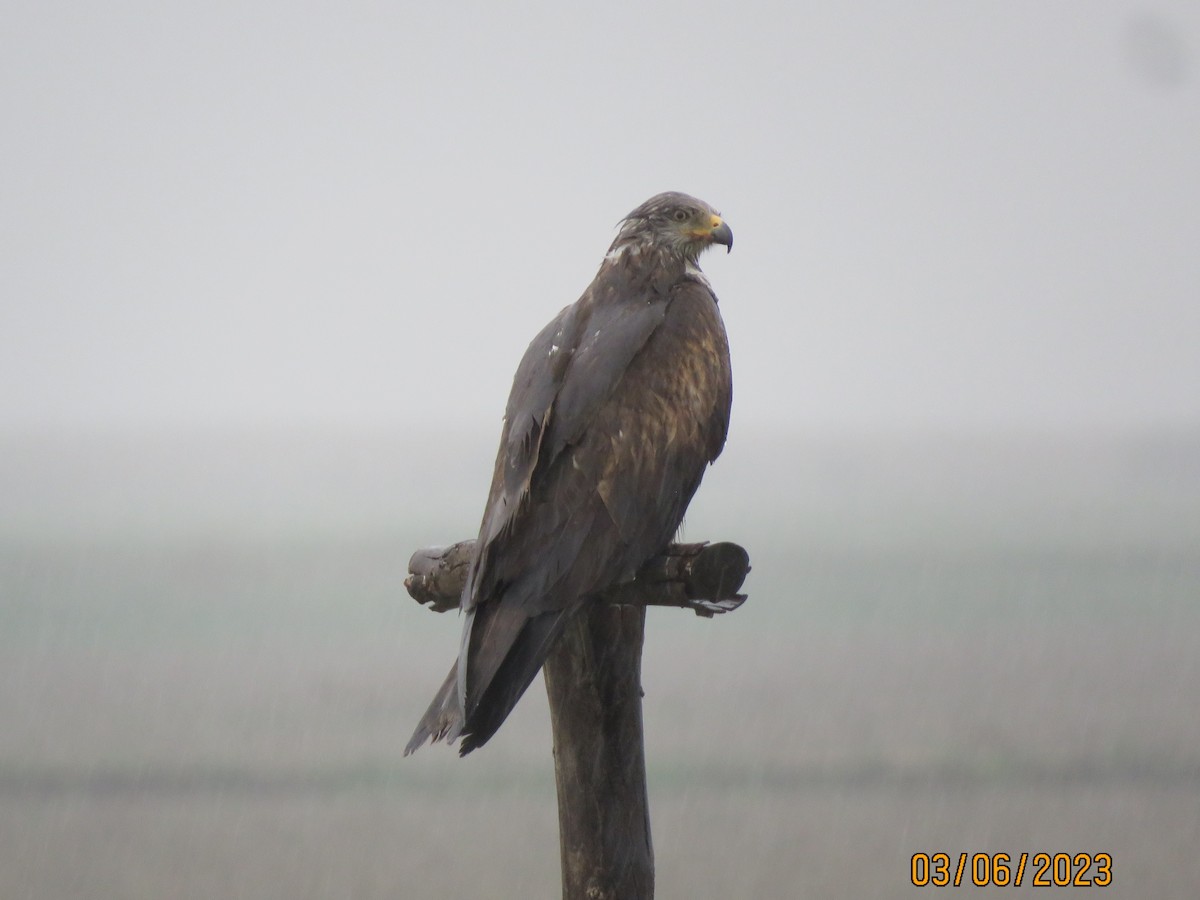 Black Kite - ML645764507