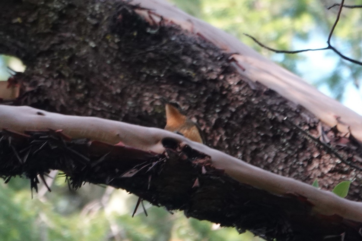 Varied Thrush - ML645764512