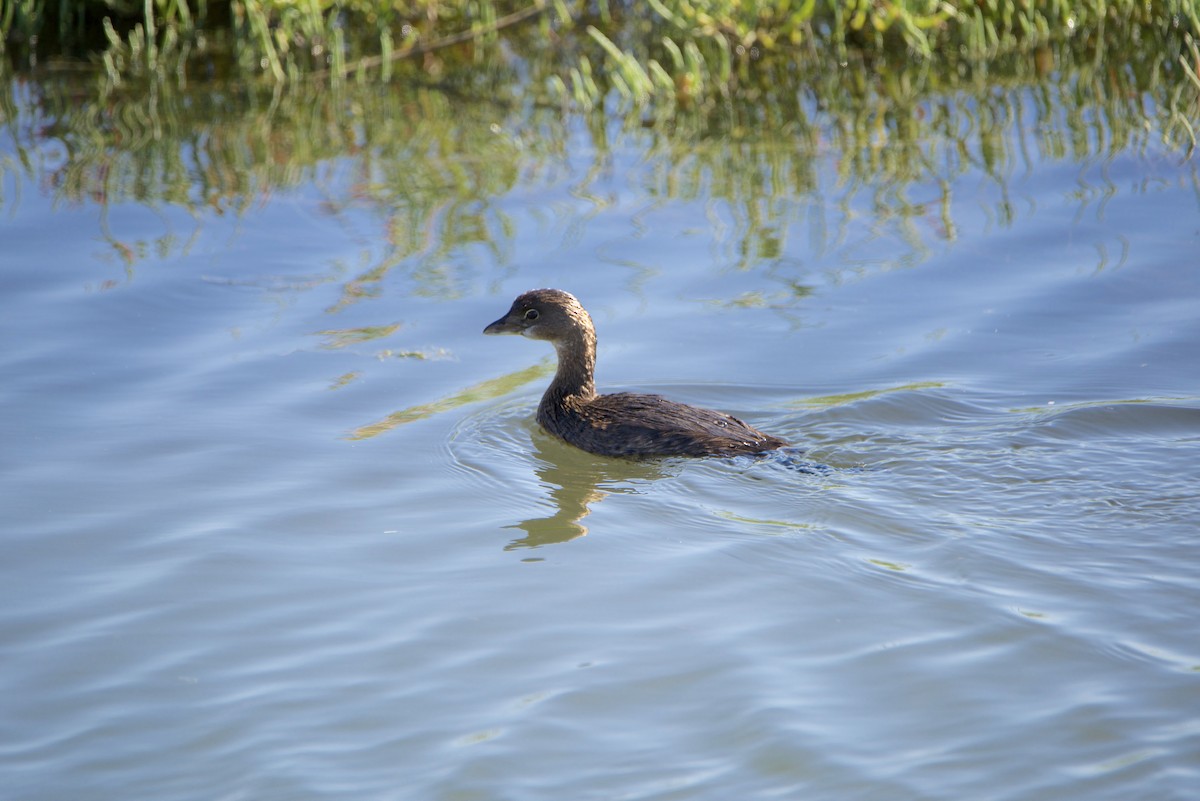 Zampullín Picogrueso - ML645764513