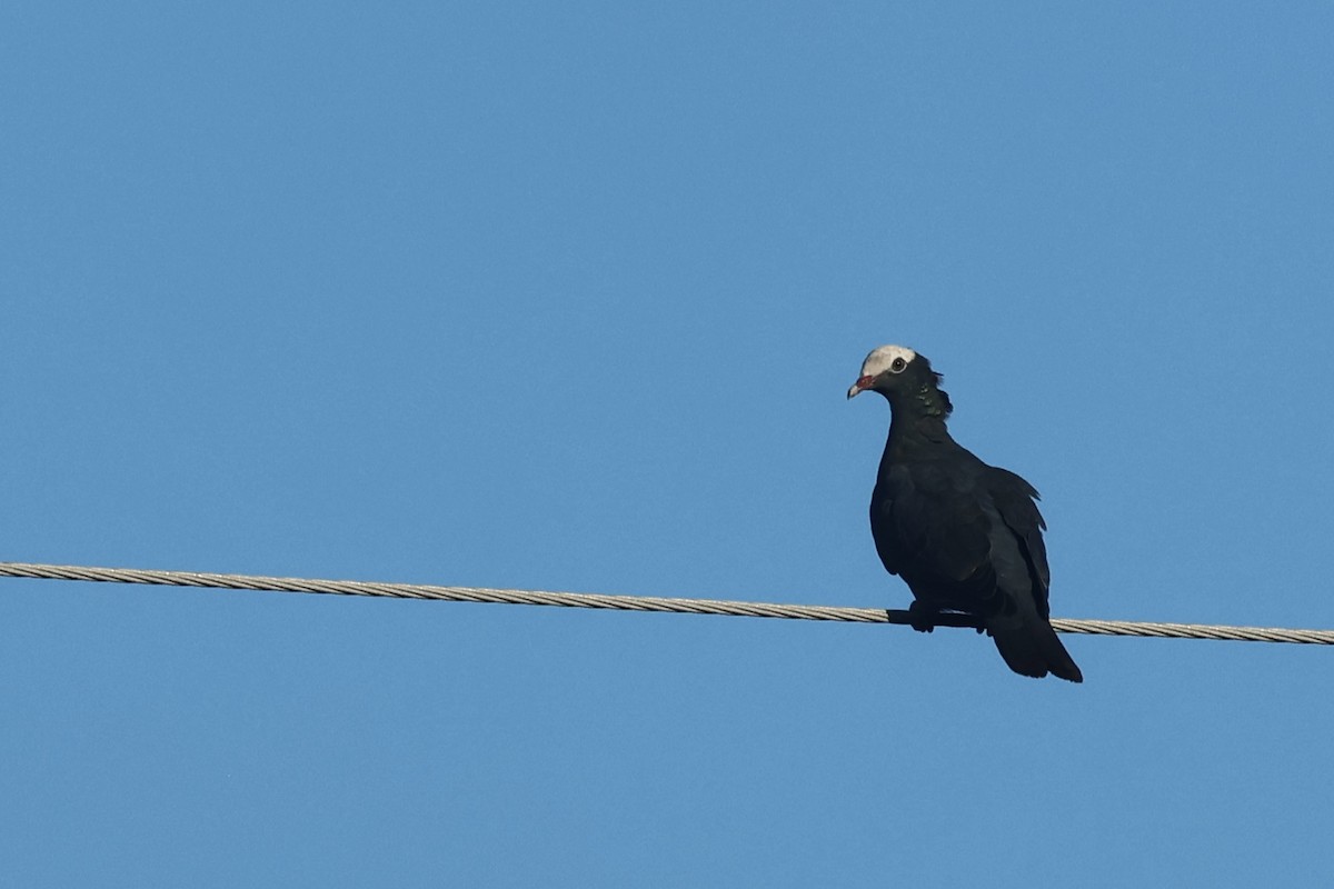 White-crowned Pigeon - ML645764515