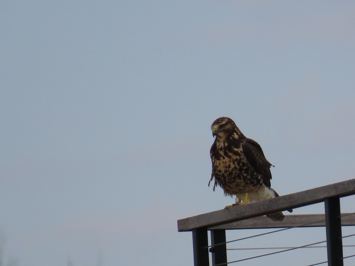 káně bělohrdlá - ML645764518