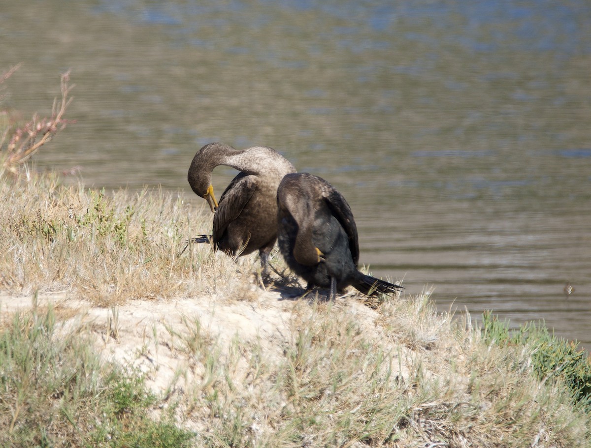 Cormorán Orejudo - ML645764519