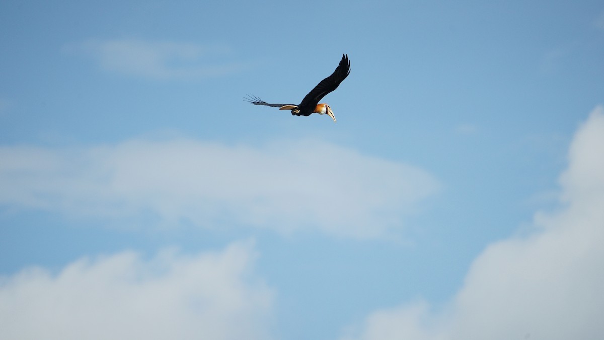 Blyth's Hornbill - ML645764523