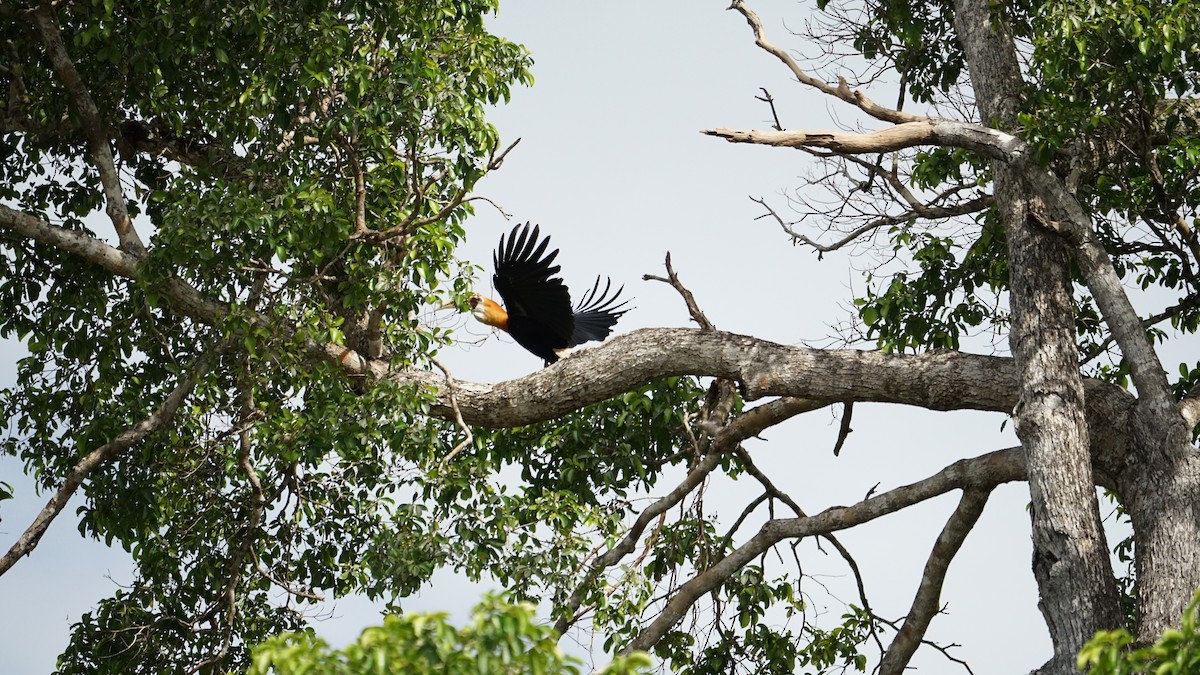 Blyth's Hornbill - ML645764524