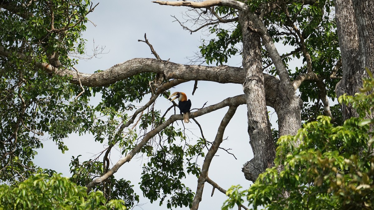 Blyth's Hornbill - ML645764525