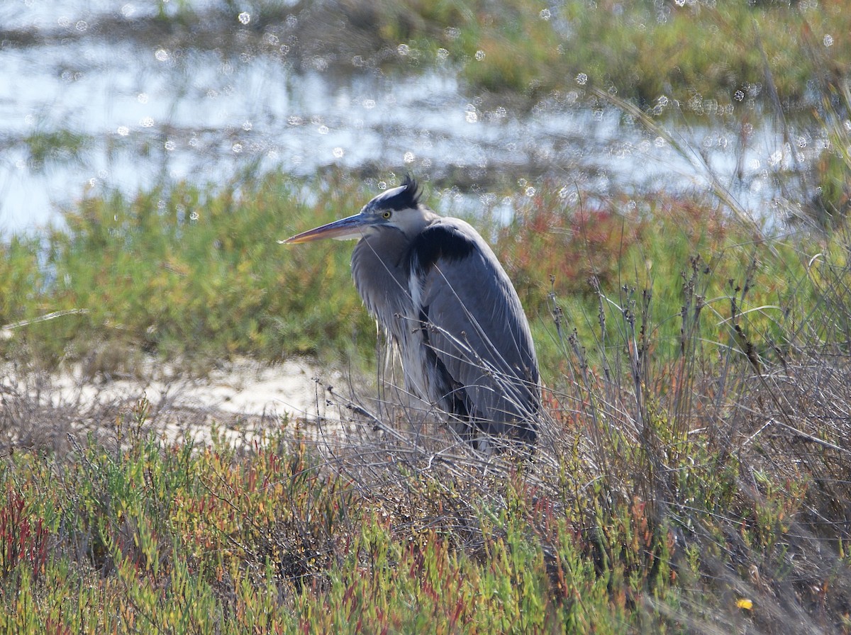 Garza Azulada - ML645764527