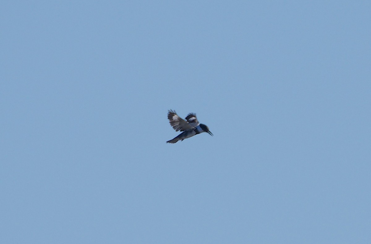 Martín Gigante Norteamericano - ML645764533