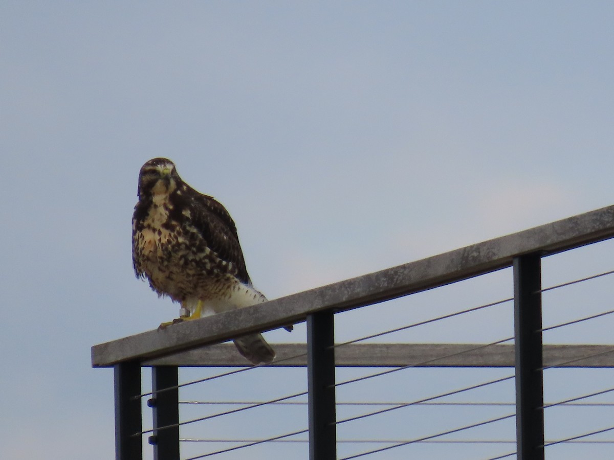 káně bělohrdlá - ML645764547