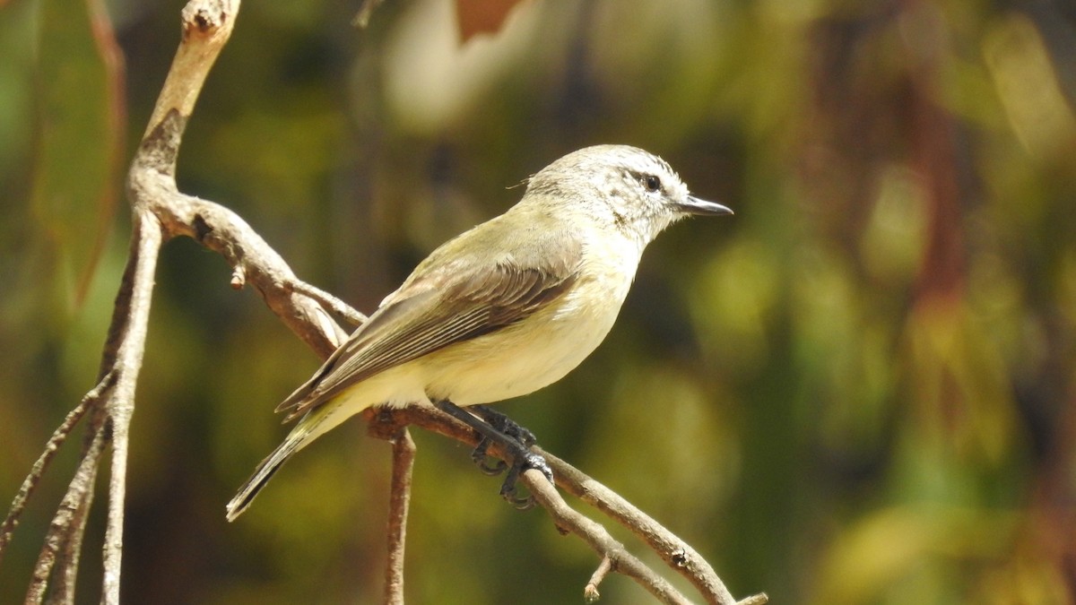 Yellow-rumped Thornbill - ML645764552