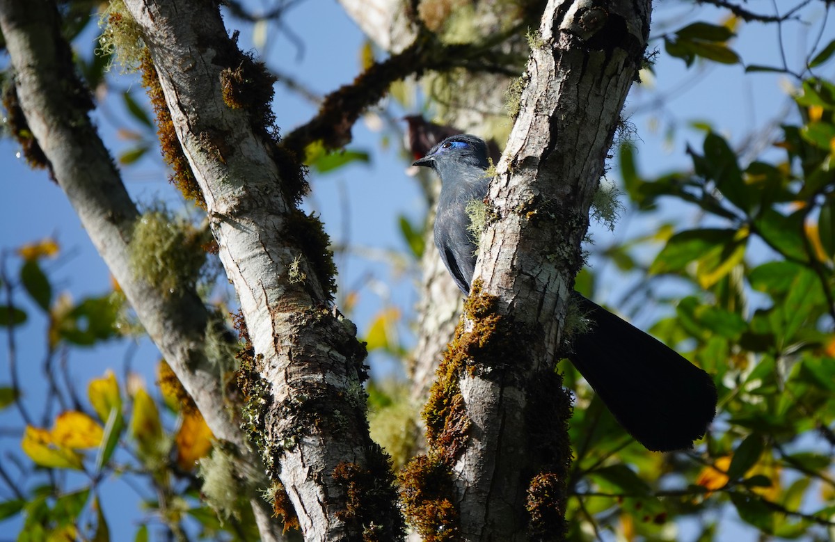 アオジカッコウ - ML645764553