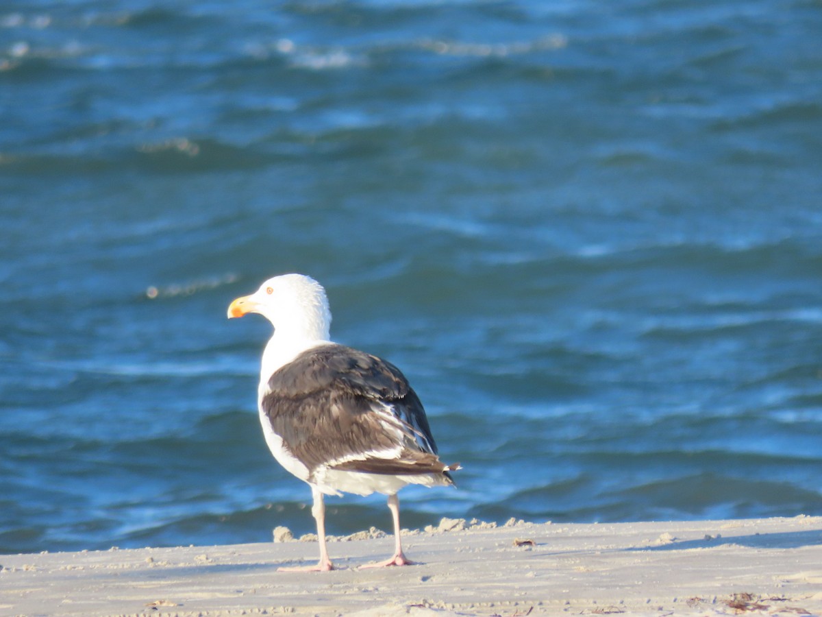 Gavión Atlántico - ML645764554