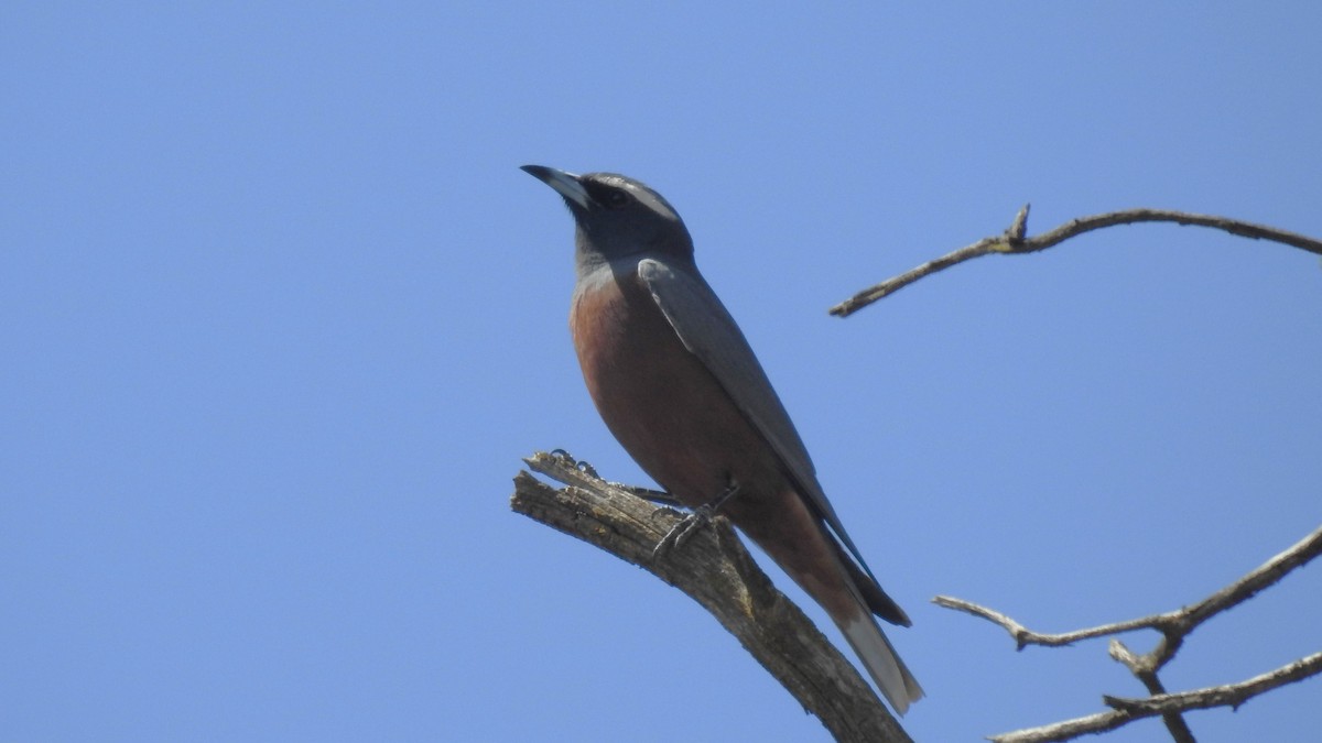 White-browed Woodswallow - ML645764557