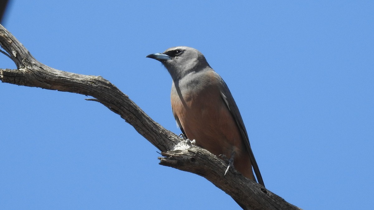 White-browed Woodswallow - ML645764562
