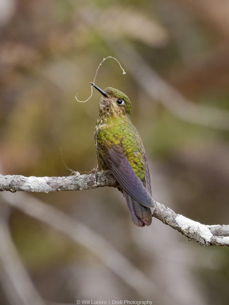 Viridian Metaltail - ML645764564