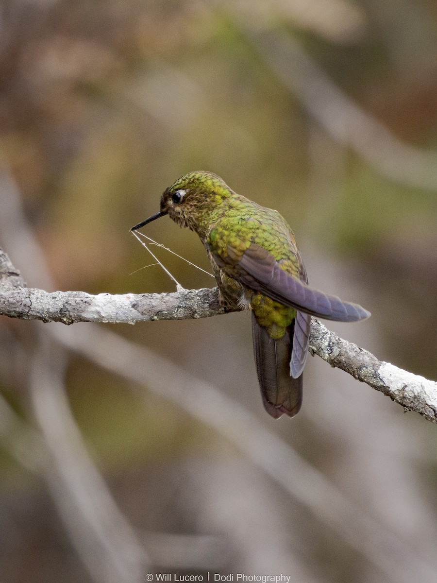 Viridian Metaltail - ML645764565