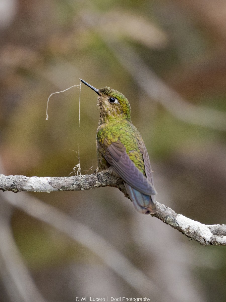 Viridian Metaltail - ML645764566