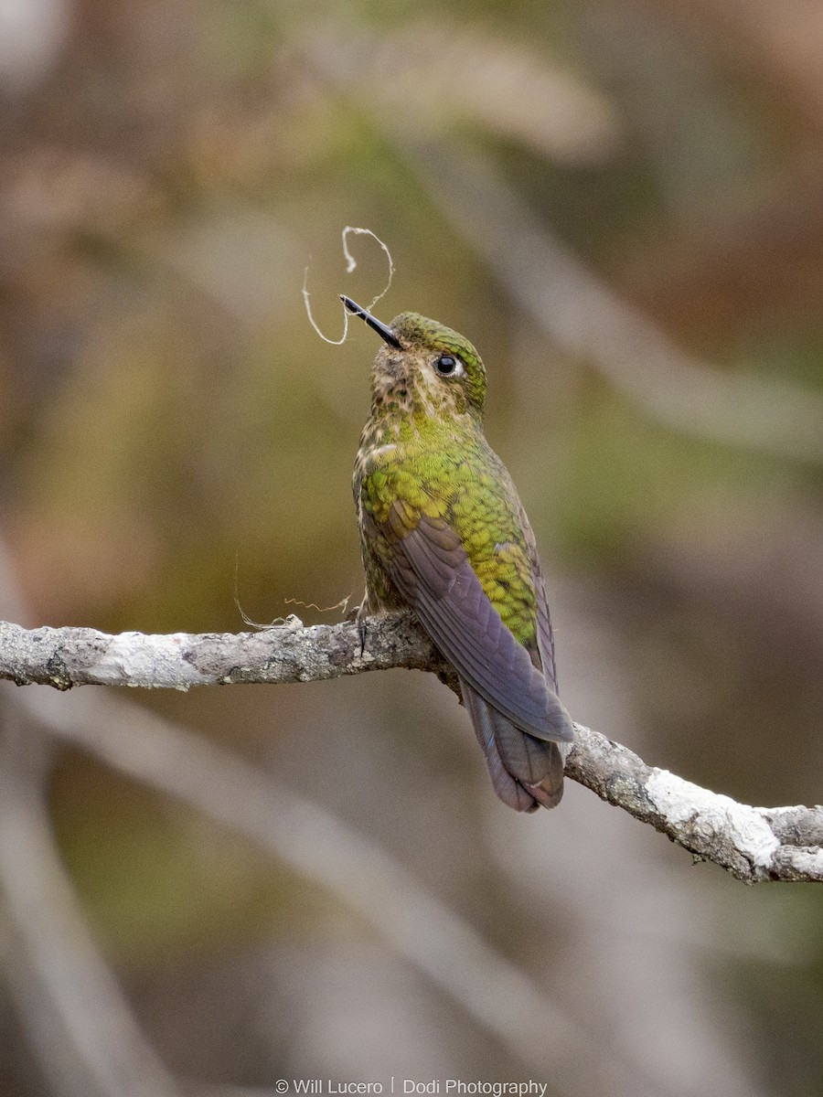 Viridian Metaltail - ML645764567