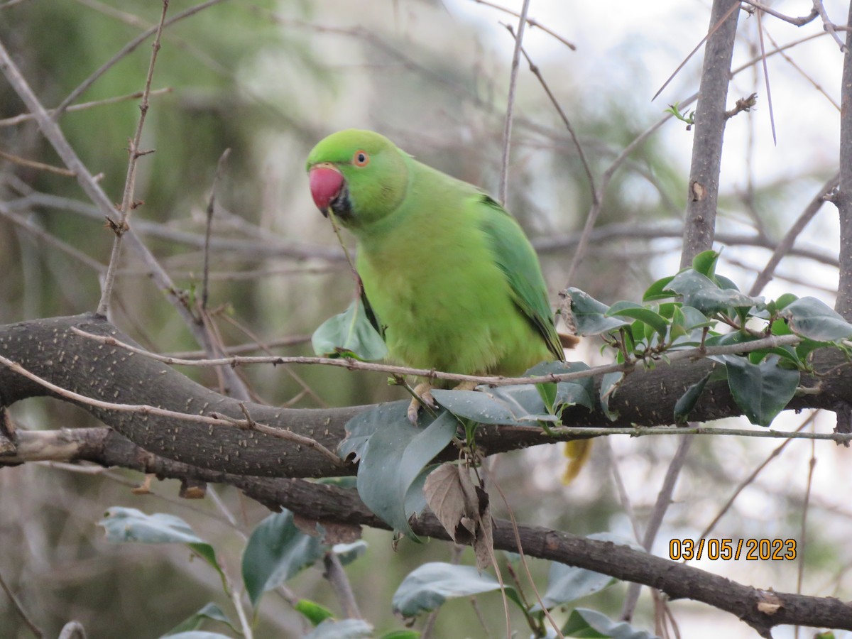 Rose-ringed Parakeet - ML645764569