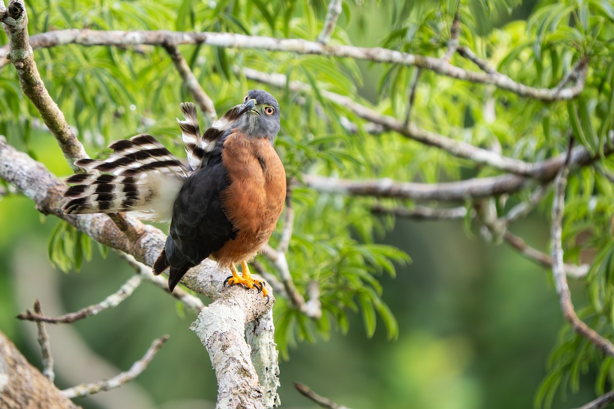 Double-toothed Kite - ML645764572