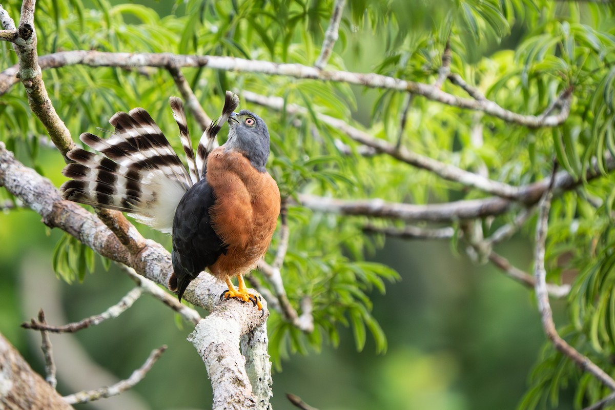 Double-toothed Kite - ML645764573