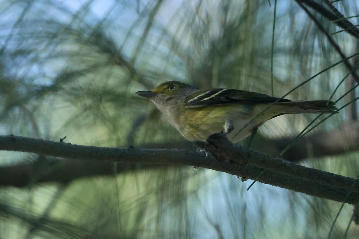 White-eyed Vireo - ML645764574