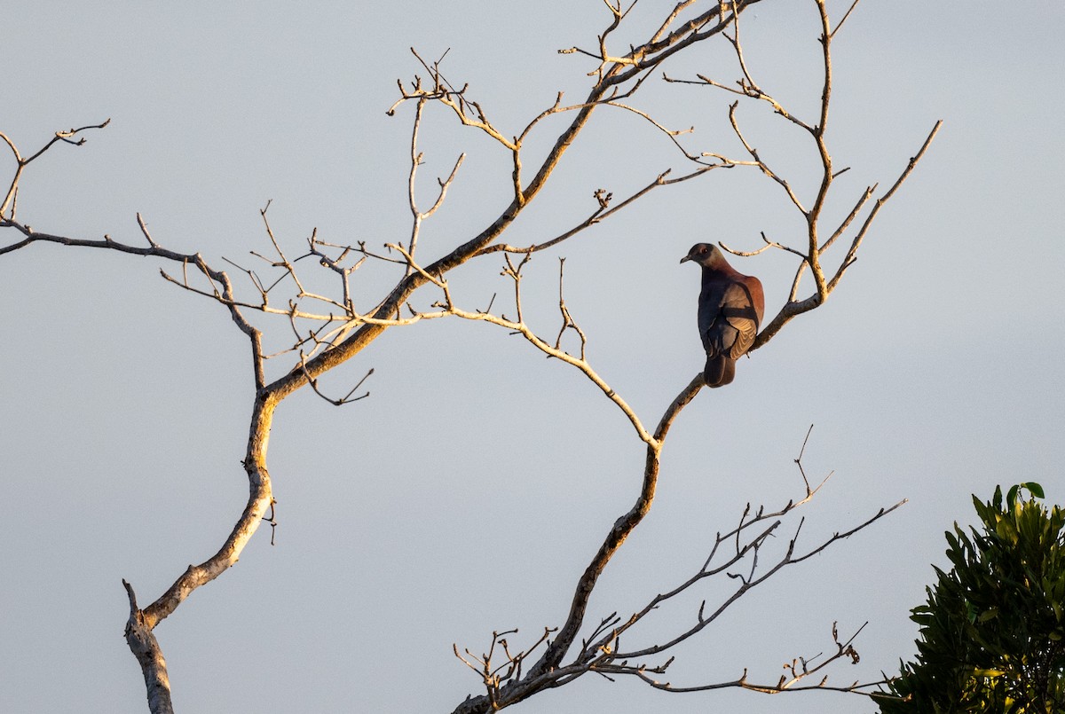 Paloma Colorada - ML645764575