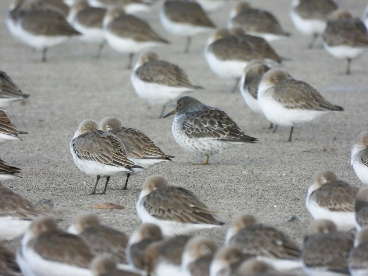 Rock Sandpiper - ML645764583