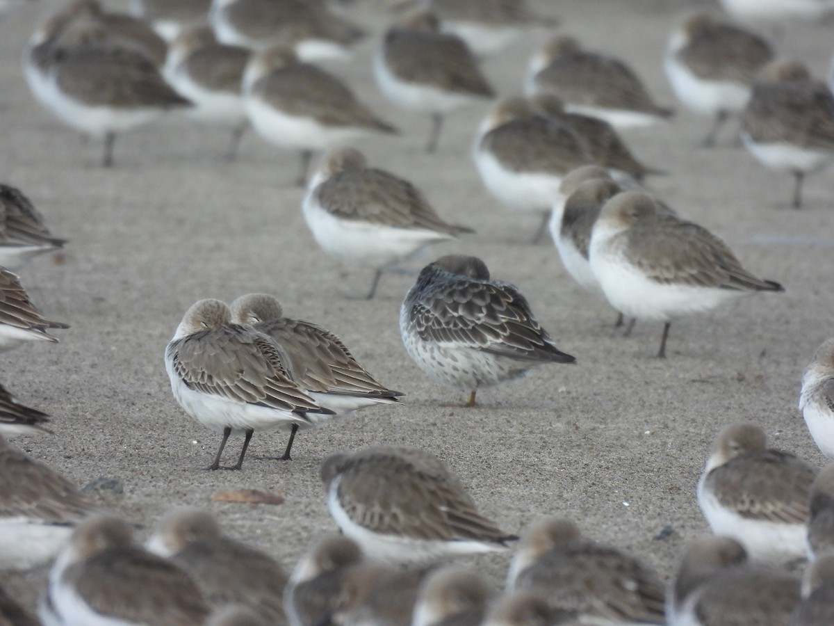 Rock Sandpiper - ML645764584