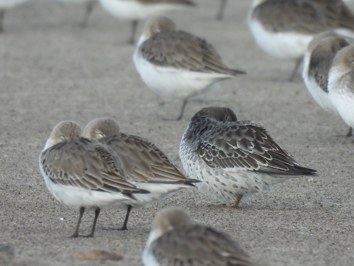 Rock Sandpiper - ML645764585