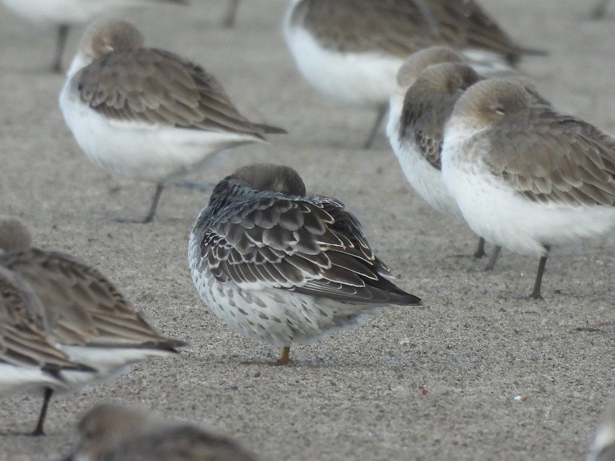 Rock Sandpiper - ML645764586