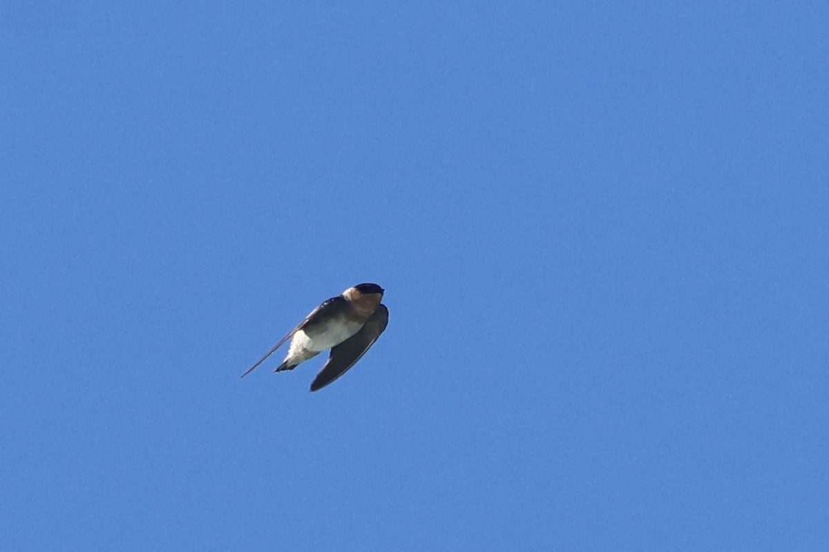 Cave Swallow - ML645764588