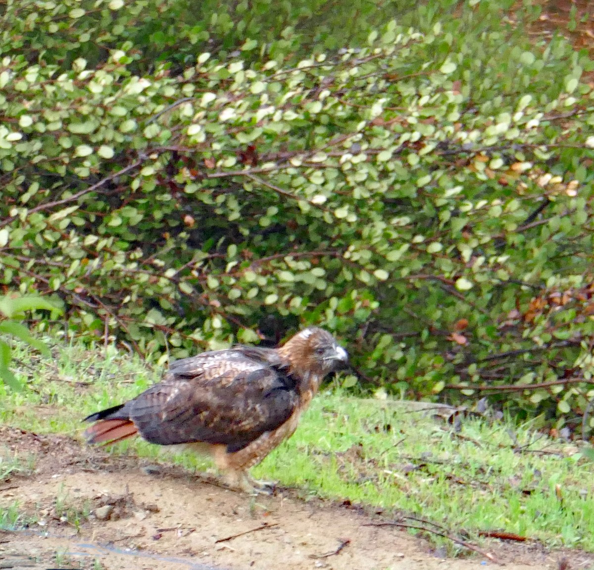Red-tailed Hawk - ML645764589