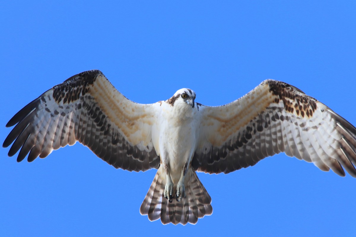 魚鷹(carolinensis) - ML645764590