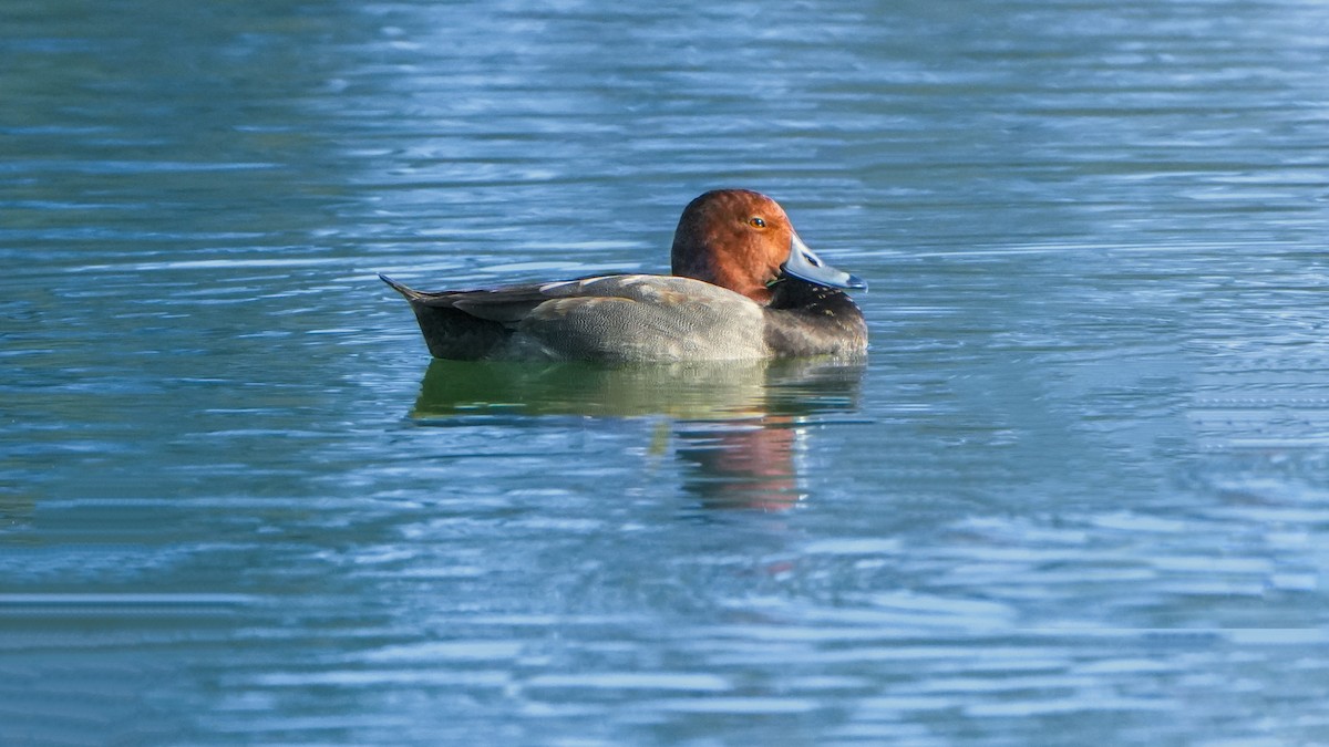 Redhead - ML645764591