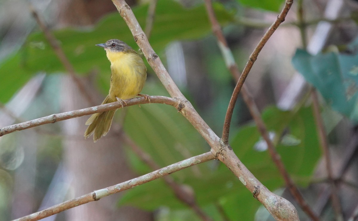 Wedge-tailed Jery - ML645764592