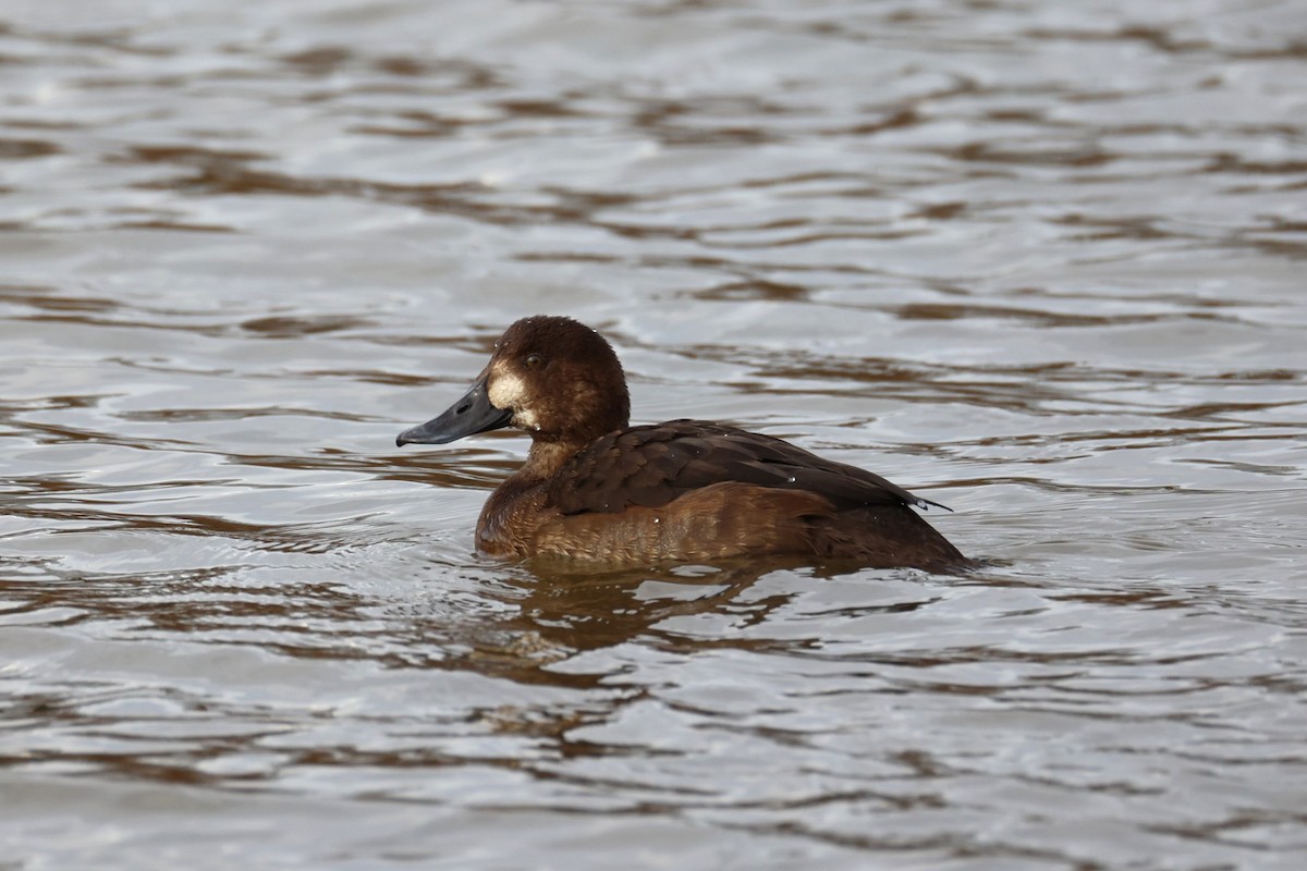 斑背潛鴨 - ML645764593