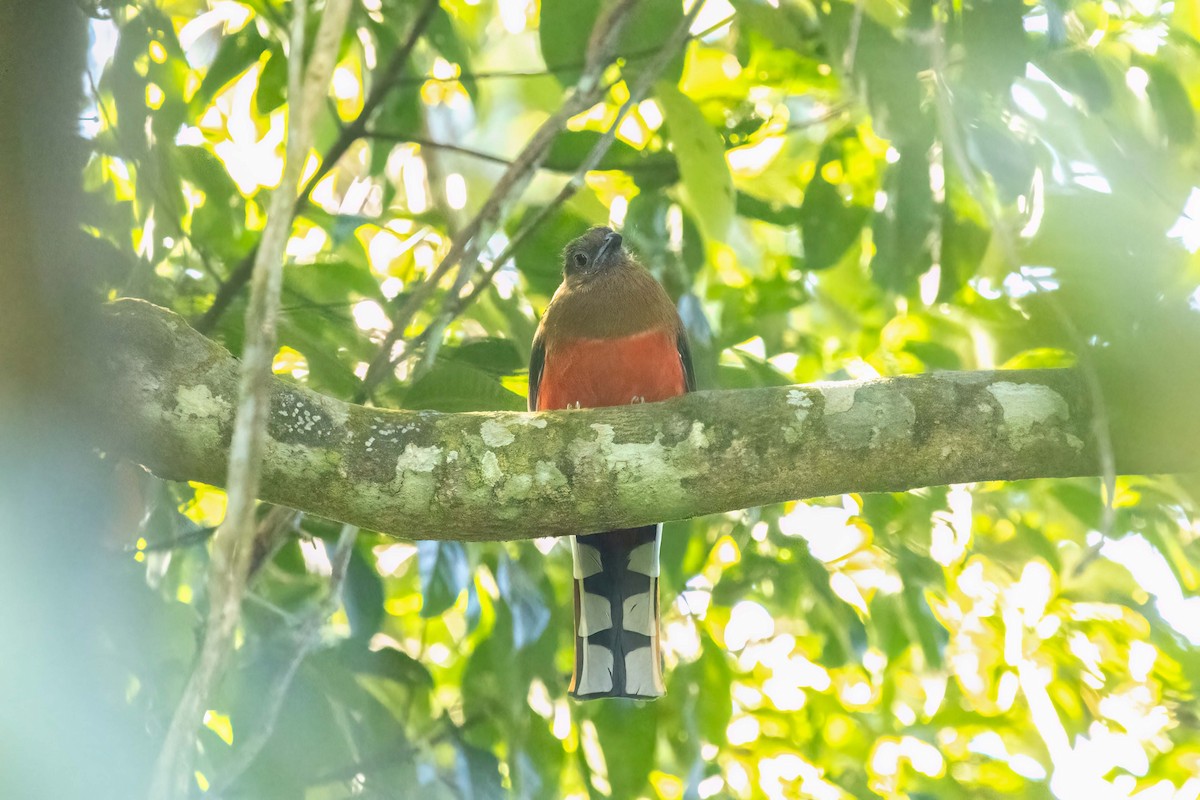 Red-headed Trogon - ML645764594